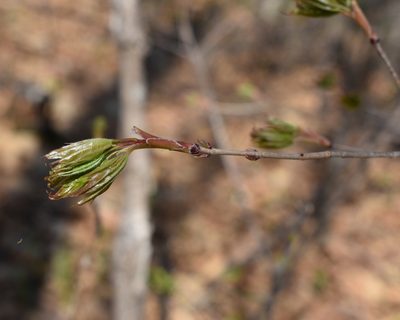Acer pictum, photographed by Repina Tatyana