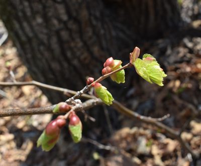 Tilia amurensis, photographed by Repina Tatyana