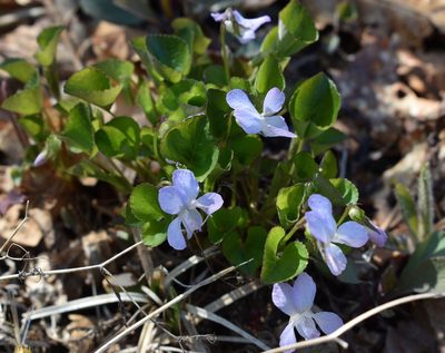 Viola sacchalinensis, photographed by Repina Tatyana