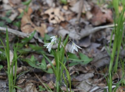 Gagea triflora, photographed by Repina Tatyana
