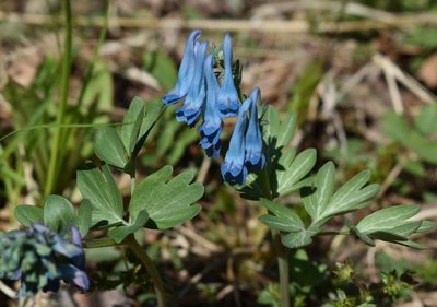 Corydalis turtschaninovii, photographed by Repina Tatyana