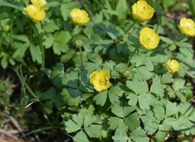 Ranunculus franchetii, photographed by Repina Tatyana