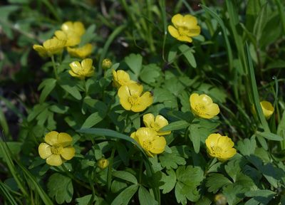 Ranunculus franchetii, photographed by Repina Tatyana