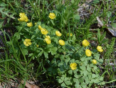 Ranunculus franchetii, photographed by Repina Tatyana