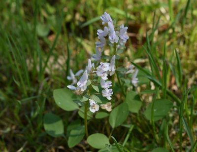 Corydalis repens, photographed by Repina Tatyana