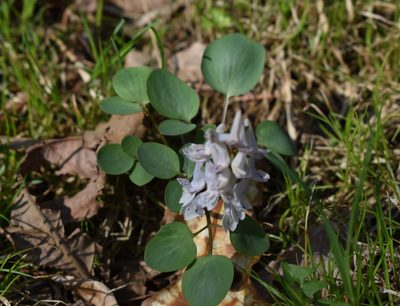 Corydalis repens, photographed by Repina Tatyana