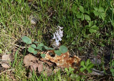 Corydalis repens, photographed by Repina Tatyana
