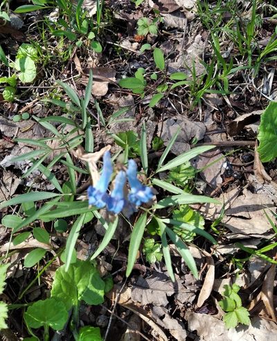 Corydalis ambigua, photographed by Repina Tatyana