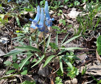 Corydalis ambigua, photographed by Repina Tatyana