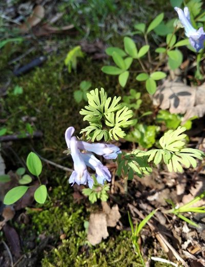 Corydalis fumariifolia, photographed by Repina Tatyana