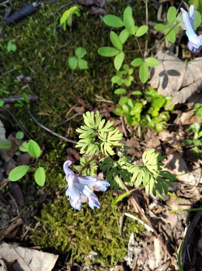 Corydalis fumariifolia, photographed by Repina Tatyana