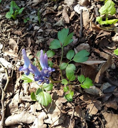 Corydalis ambigua, photographed by Repina Tatyana
