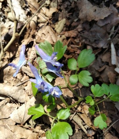 Corydalis ambigua, photographed by Repina Tatyana