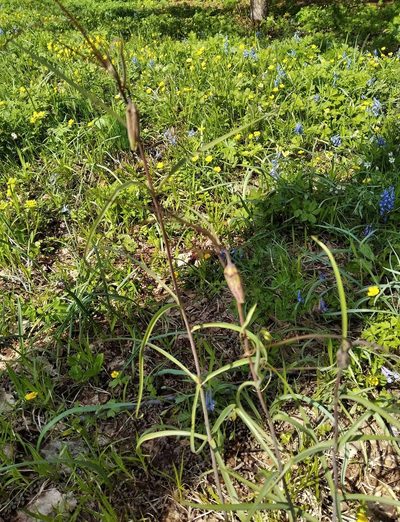Fritillaria usuriensis, photographed by Repina Tatyana