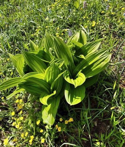 Veratrum dahuricum, photographed by Repina Tatyana