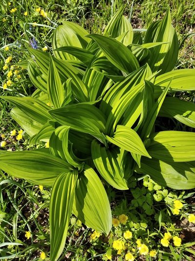 Veratrum dahuricum, photographed by Repina Tatyana
