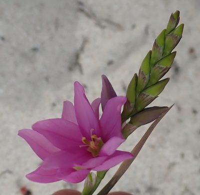 Ixia flexuosa, photographed by Nicola van Berkel