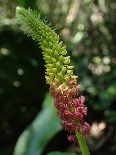 Dienia ophrydis, photographed by 葉子