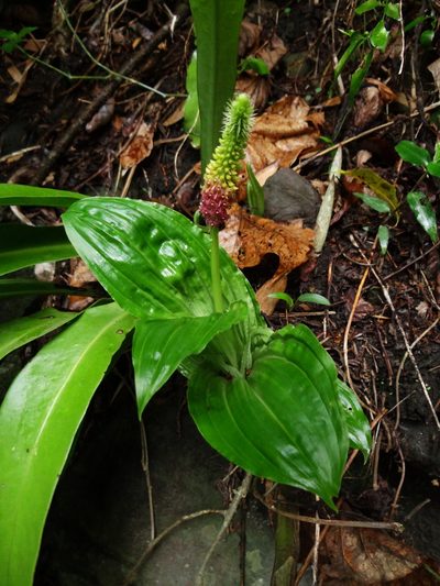 Dienia ophrydis, photographed by 葉子
