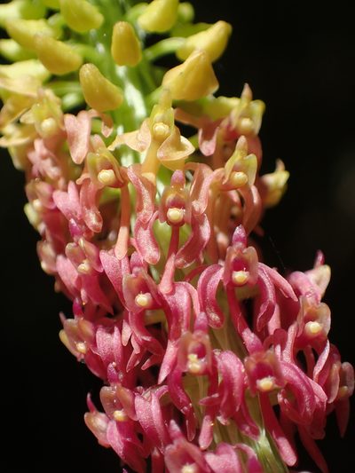 Dienia ophrydis, photographed by 葉子