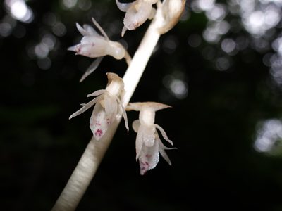 Epipogium roseum, photographed by 葉子