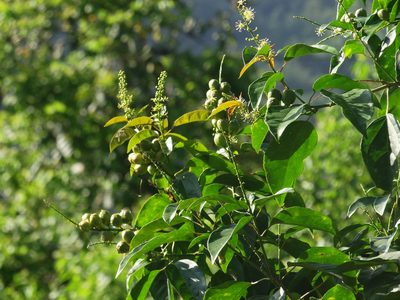 Croton tiglium, photographed by 葉子
