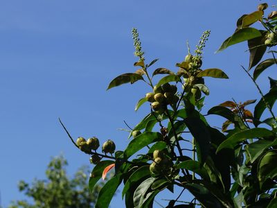 Croton tiglium, photographed by 葉子