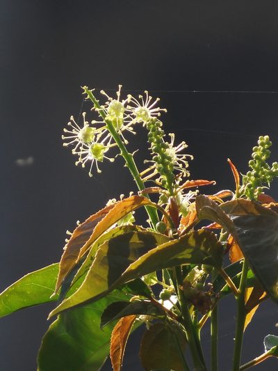 Croton tiglium, photographed by 葉子