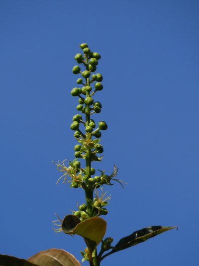 Croton tiglium, photographed by 葉子