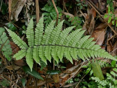 Coryphopteris angulariloba, photographed by Jacy Chen