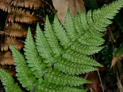 Coryphopteris angulariloba, photographed by Jacy Chen