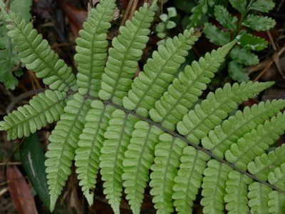 Coryphopteris angulariloba, photographed by Jacy Chen