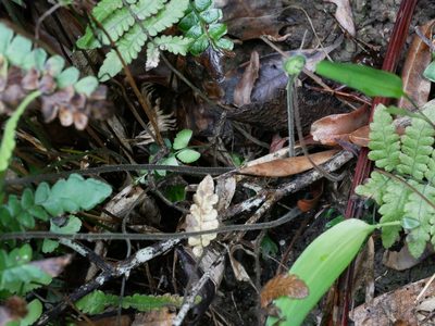 Coryphopteris angulariloba, photographed by Jacy Chen
