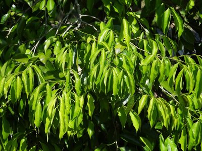 Drypetes indica, photographed by 葉子