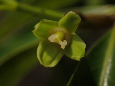 Drypetes indica, photographed by 葉子