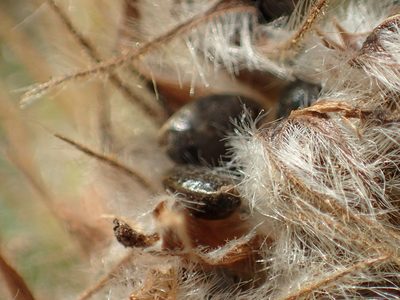 Uraria lagopodioides, photographed by 葉子