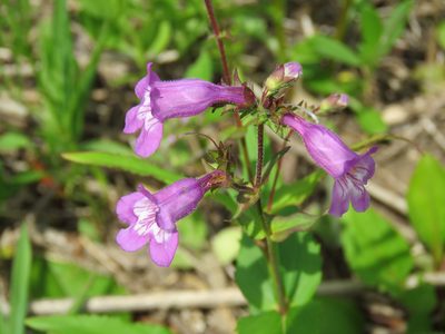 Penstemon tenuis, photographed by Laura Clark