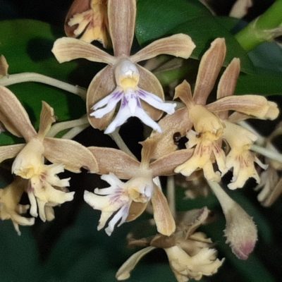 Epidendrum exasperatum, photographed by Arthur de Jesús Chavarría Pérez