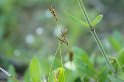 Carex ornithopoda, photographed by Gabriel Mayrhofer