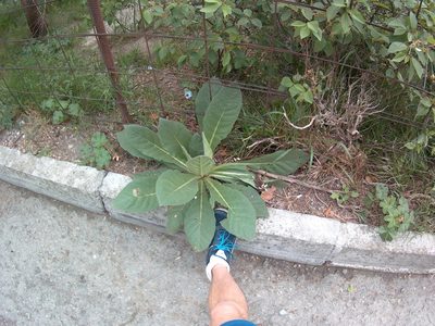 Verbascum densiflorum, photographed by Михаил Орлов