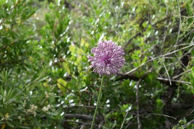 Allium multiflorum, photographed by karim Attouche