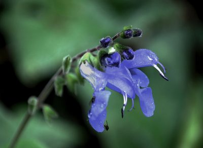 Salvia scutellarioides, photographed by desertnaturalist