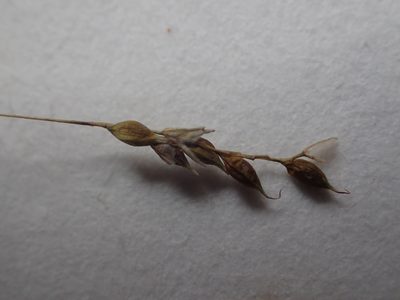 Carex capillaris, photographed by Allan Harris