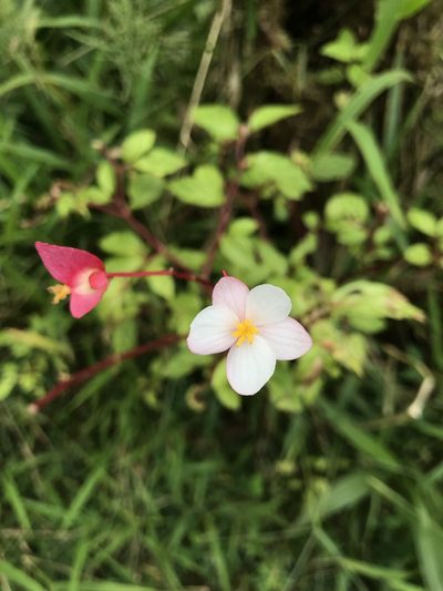 Begonia decandra, photographed by birdzilla