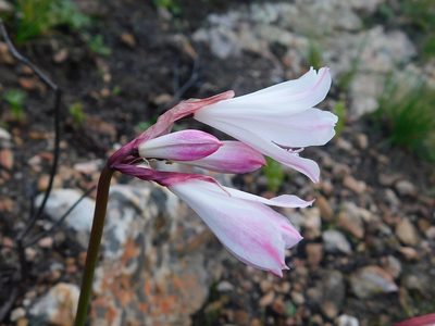 Nerine pudica, photographed by Klaus Wehrlin