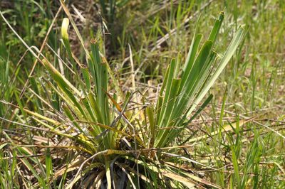 Yucca arkansana, photographed by brybrysciguy