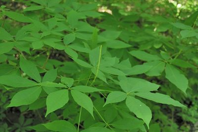 Aesculus parviflora, photographed by Rob John