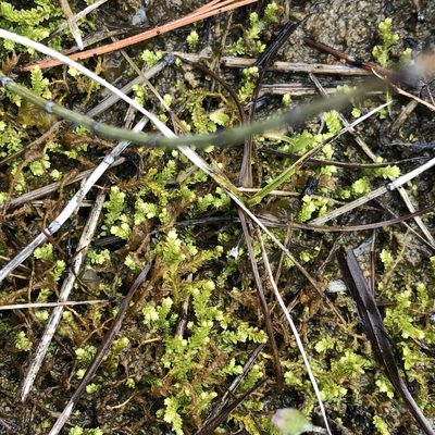 Selaginella eclipes, photographed by Dan MacNeal