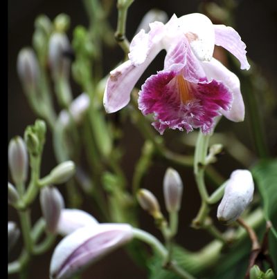 Sobralia roezlii, photographed by desertnaturalist