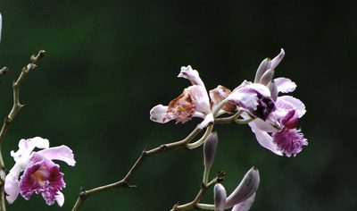 Sobralia roezlii, photographed by desertnaturalist